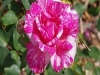 goulburn-3